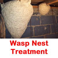 Wasp Nest Treatment Pest control